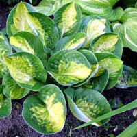 Hosta Warwick Comet