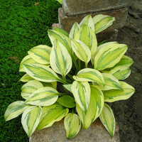 Hosta Captains Adventure