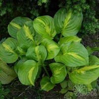 Hosta Mango Tango