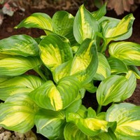 Hosta Emerald Charger