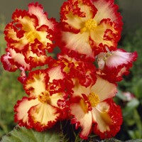 Begonia Crispa Marginata Yellow