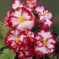 Begonia Crispa Marginata White