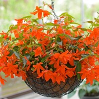 Begonia Bertinii