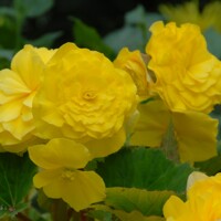 Begonia Double Yellow