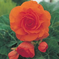 Begonia Double Orange