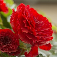 Begonia Double Red