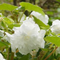 Begonia Double White