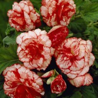 Begonia Marmorata