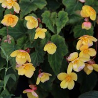 Begonia Multiflora Frau Helene Harms