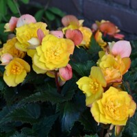 Begonia Multiflora Goldfinch