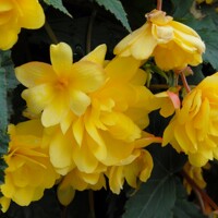 Begonia Pendula Cascade Yellow