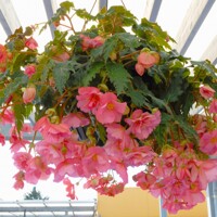 Begonia Pendula Cascade Roze