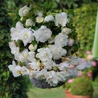 Begonia Pendula &amp;Cascade White