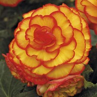 Begonia Picotee Yellow