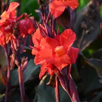 Canna Cleopatra Red