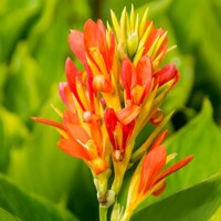 Canna Mandarine Orange