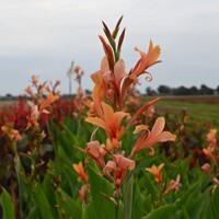 Canna Omega