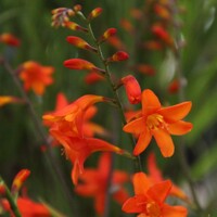 Crocosmia Lady Ann - 5 ks v balení