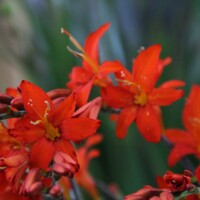 Crocosmia Mistral - 5 ks v balení