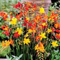 Crocosmia Mix - 10 ks v balení