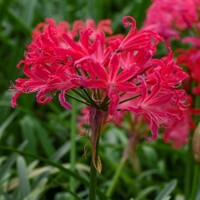 Nerine Pearl of Cherry