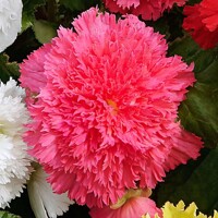 Begonia Fimbriata Pink