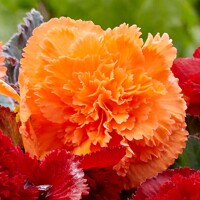 Begonia Fimbriata Orange