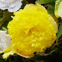 Begonia Fimbriata Yellow