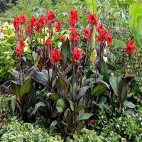 Canna Black Knight