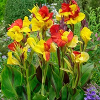 Canna Cleopatra