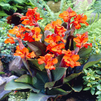 Canna Eric Neubert