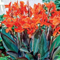 Canna Verdi