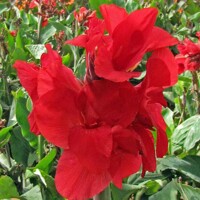 Canna Red Dazzler