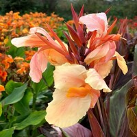 Canna Monique