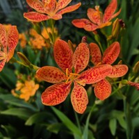 Crocosmia Hybrid Abundant Joy 1ks