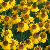 Helenium Wesergold