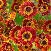 Helenium Fuego