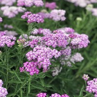 Achillea Firefly Amethyst