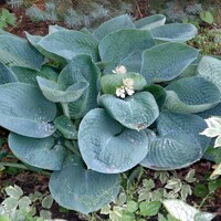 Hosta Abiqua Drinking Gourd