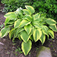 Hosta Antioch