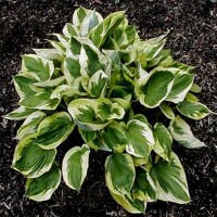 Hosta Austin Dickinson