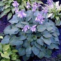 Hosta Blue Cadet