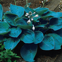 Hosta Bressingham Blue