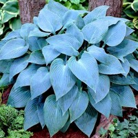 Hosta Canadian Blue