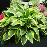 Hosta Don Stevens