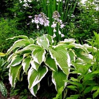 Hosta Moerheim