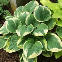 Hosta Robert Frost