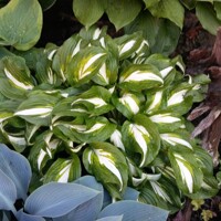 Hosta Univittata