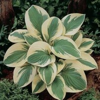 Hosta Pilgrim