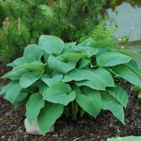 Hosta Marmalade On Toast